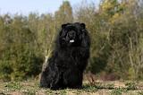 CHOW CHOW 416